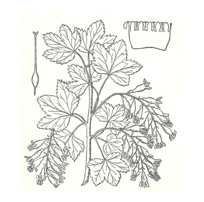 Silhouette by Parts<br>(Origin of the Specimen: Britton and Brown)