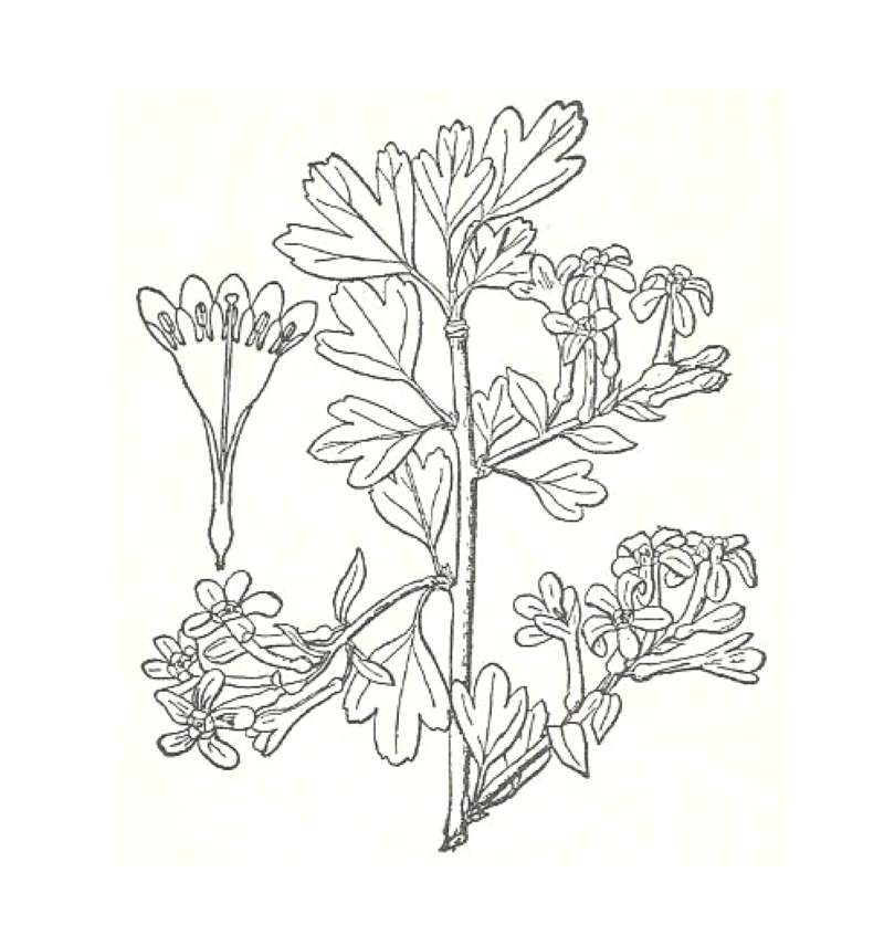 Silhouette by Parts<br>(Origin of the Specimen: Britton and Brown)