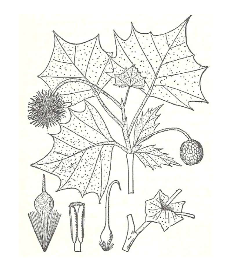 Silhouette by Parts<br>(Origin of the Specimen: Britton and Brown)