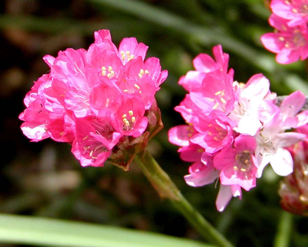 Flowers<br>(Location of Picture: Seattle Garden, Washington, USA)