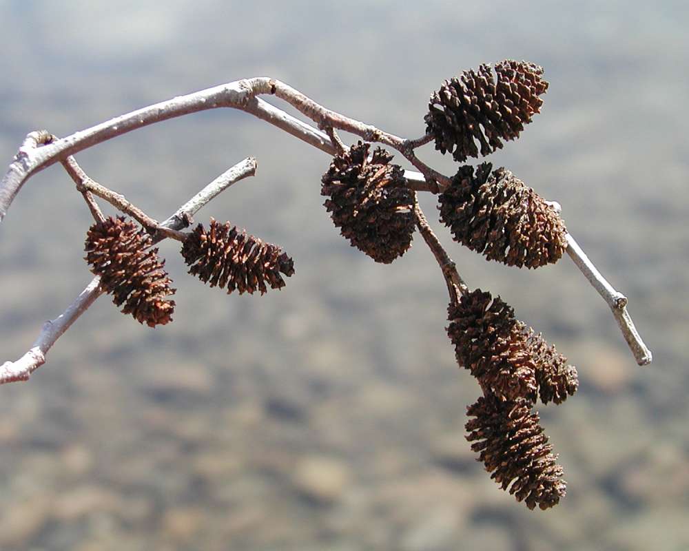 Cones<br>(Location of Picture: Okanogan Garden, Washington, USA)