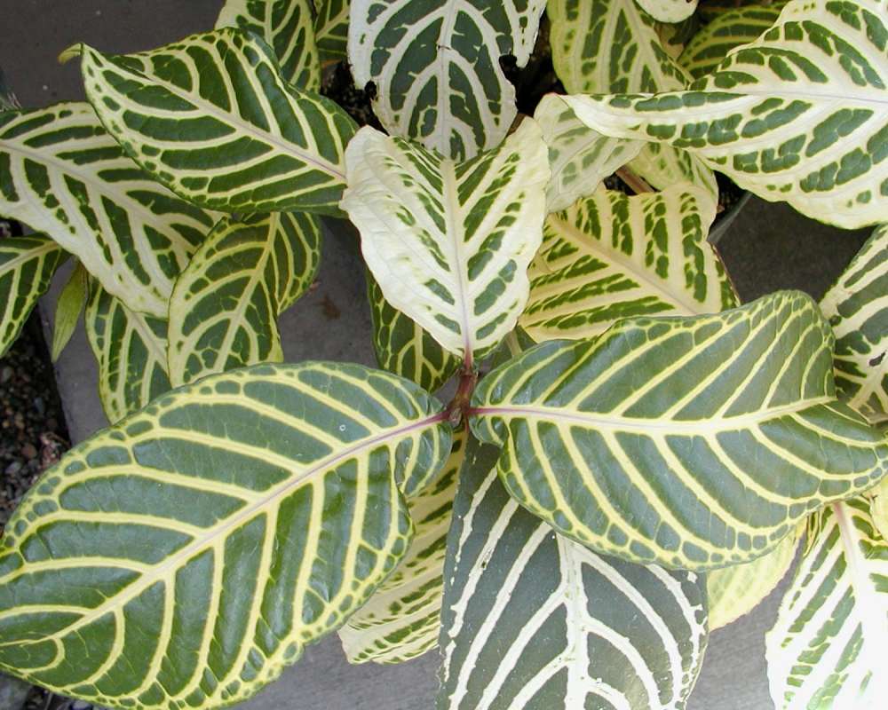 Leaves<br>(Location of Picture: Manito Garden, Washington, USA)