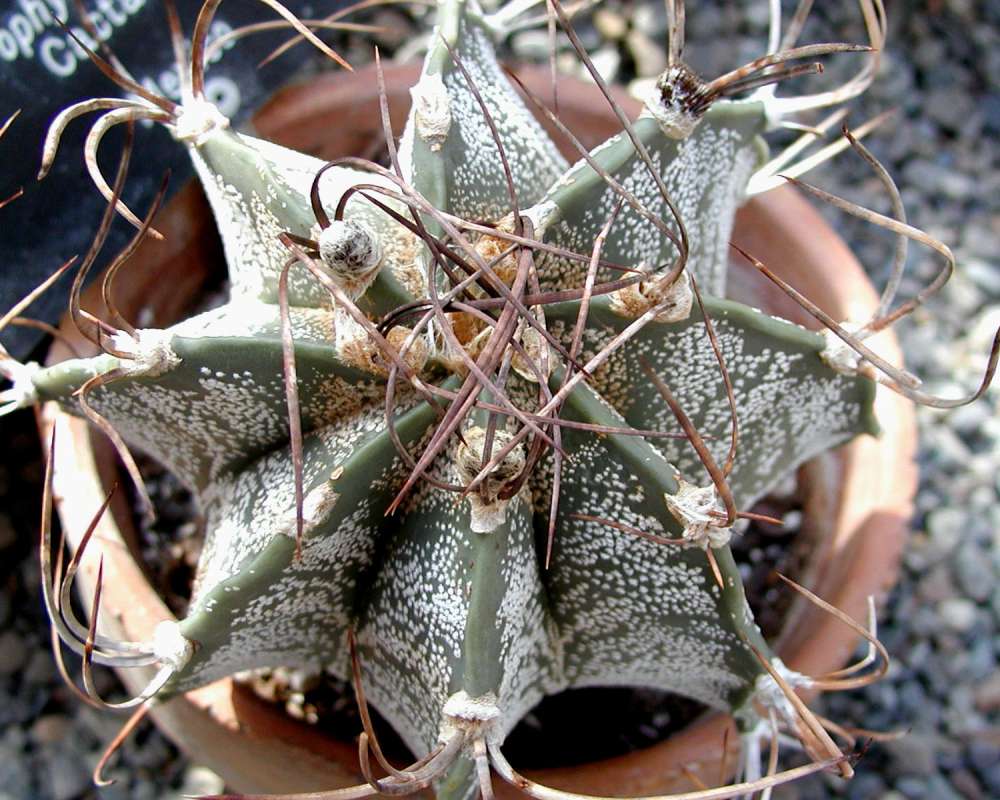Potted Plant<br>(Location of Picture: Manito Garden, Washington, USA)