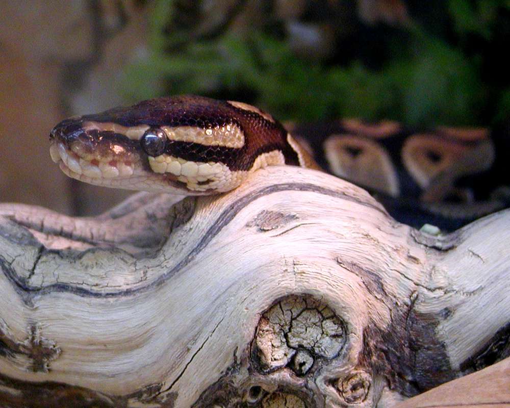 Head<br>(Location of Picture: Spokane Pet Store)