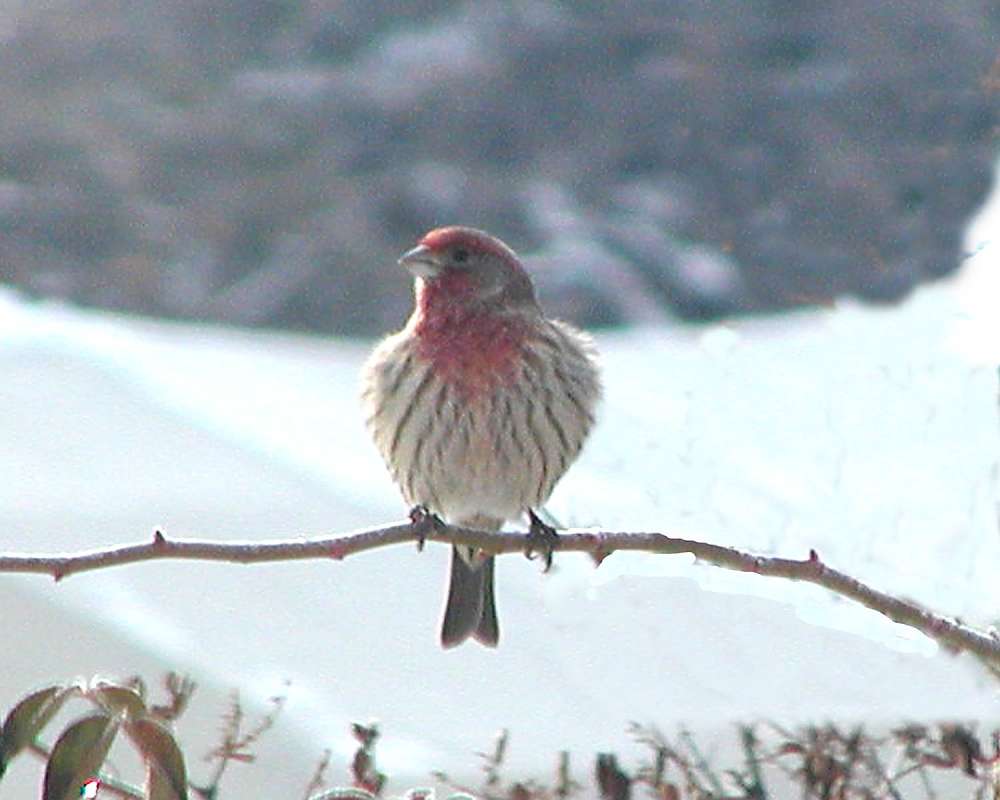On A Twig<br>(Location of Picture: Okanogan, Washington, USA)