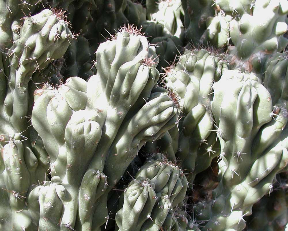Top Of Plant<br>(Location of Picture: Manito Garden, Washington, USA)