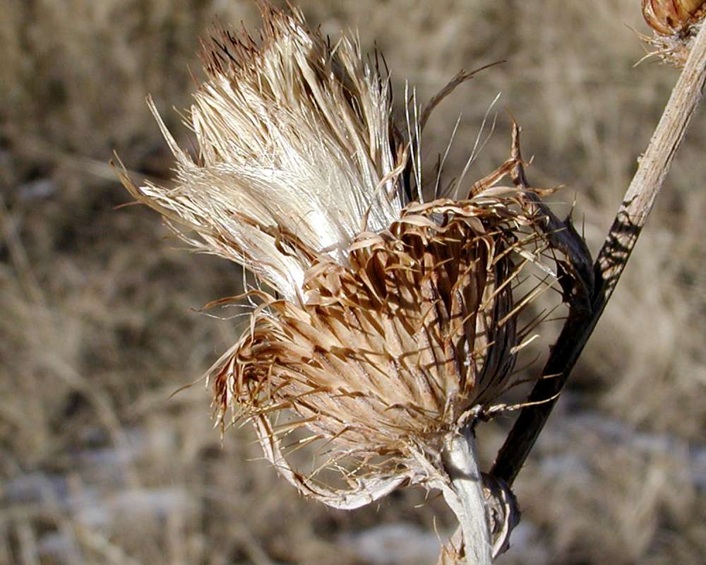 Seed Head - Side View<br>(Location of Picture: Okanogan, Washington, USA)