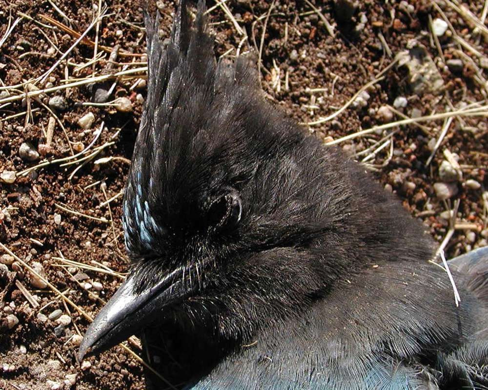 Head<br>(Location of Picture: Okanogan, Washington, USA)