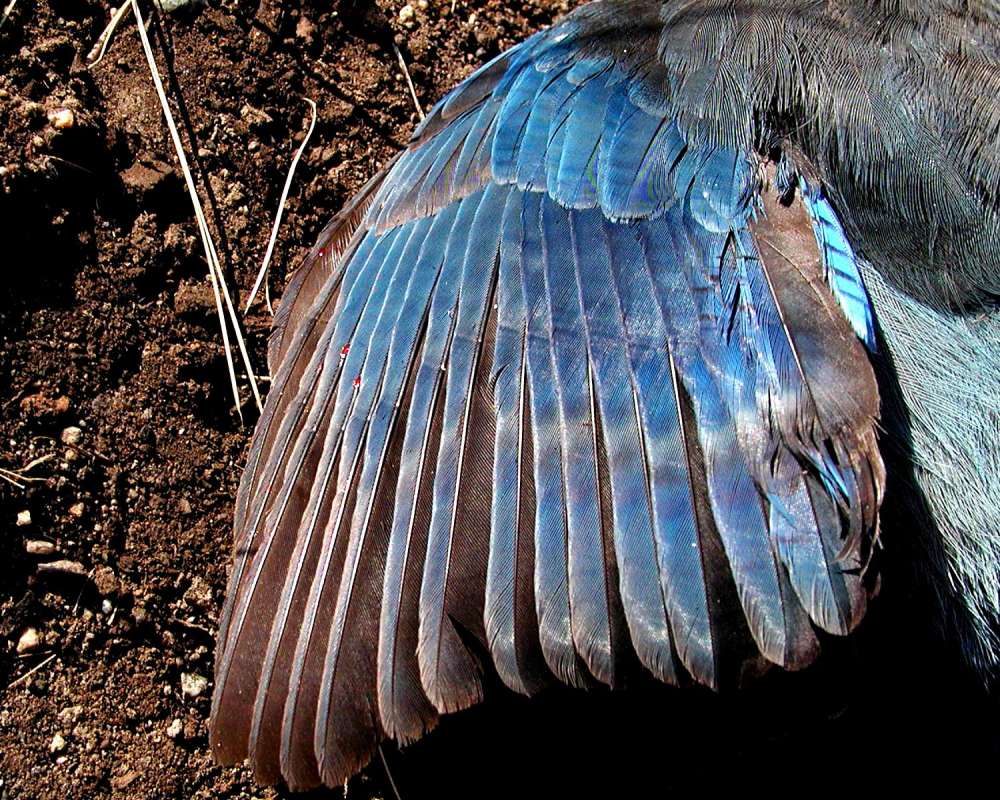 Wing<br>(Location of Picture: Okanogan, Washington, USA)