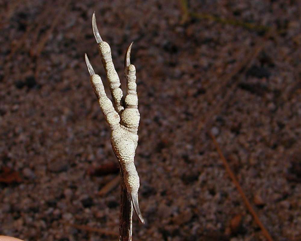 Foot<br>(Location of Picture: Okanogan, Washington, USA)