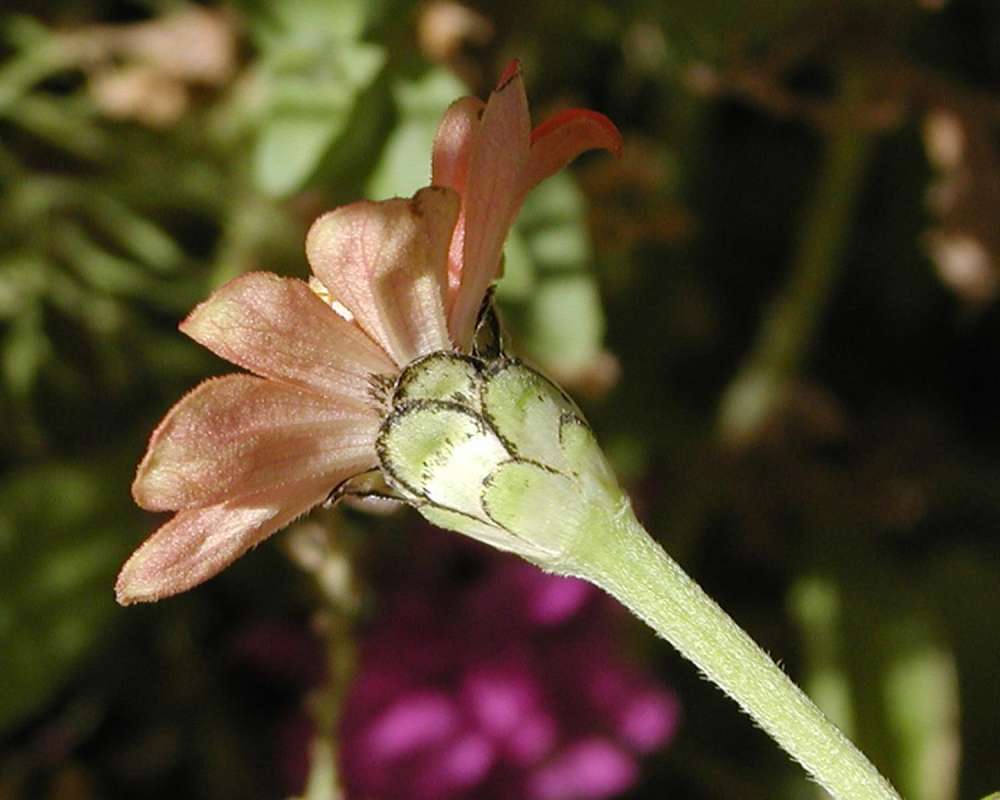 Flower Side View<br>(Location of Picture: Garden, Okanogan, Washington, USA)