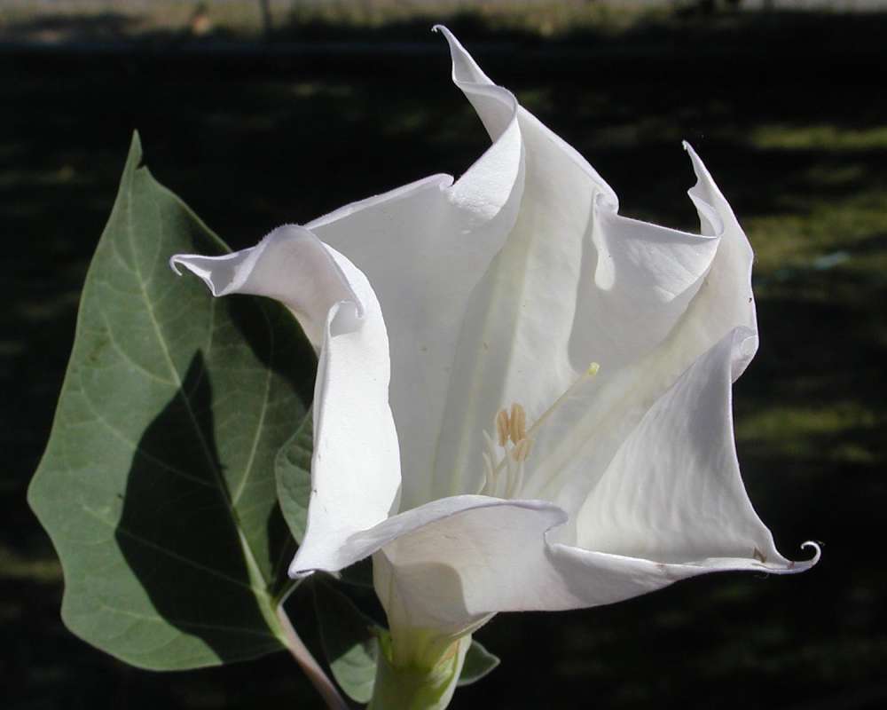 Flower and Leaf<br>(Location of Picture: Garden, Okanogan, Washington, USA)