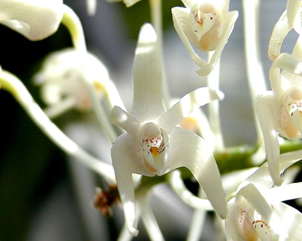Flower<br>(Location of Picture: Manito Garden, Washington, USA)
