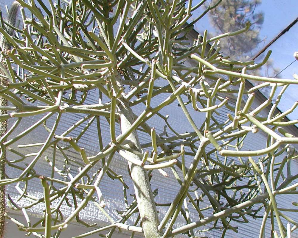 Silhouette<br>(Location of Picture: Manito Garden, Washington, USA)