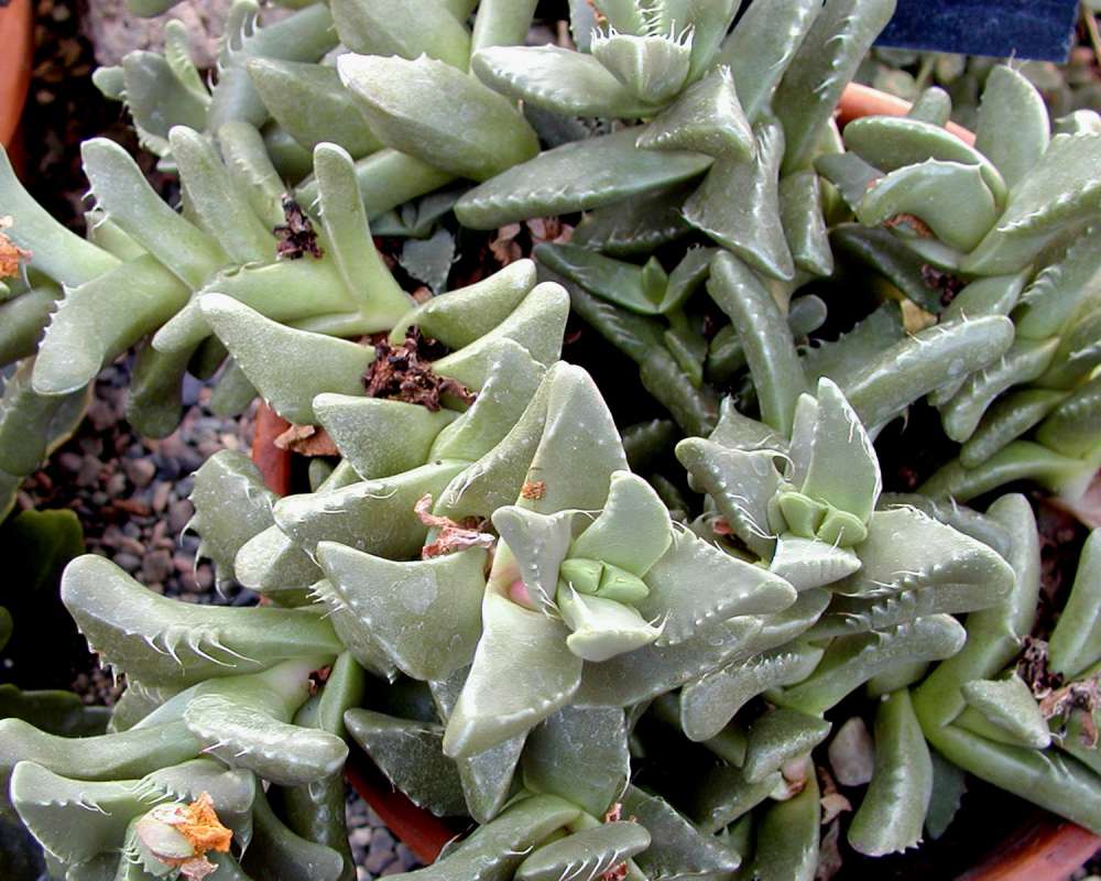 Leaves<br>(Location of Picture: Manito Garden, Washington, USA)