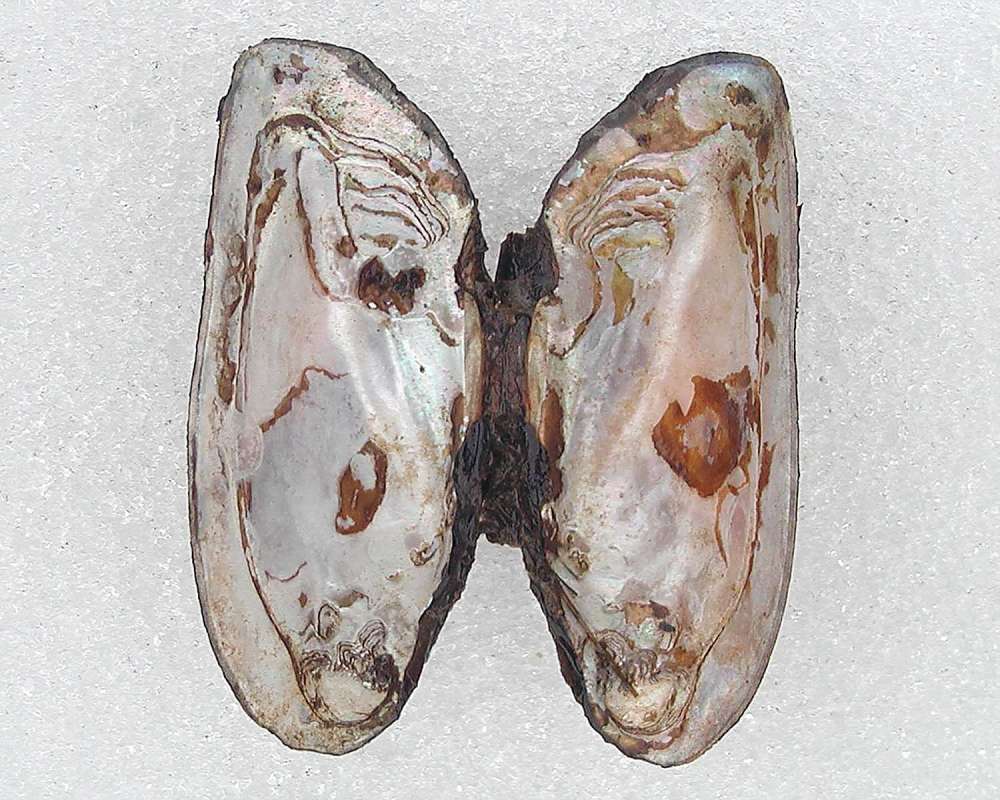 Inside Shell<br>(Origin of the Specimen: Okanogan, Washington, USA)
