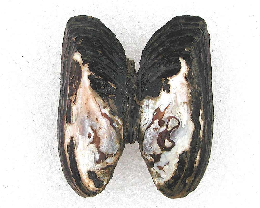 Outside Of Shell<br>(Origin of the Specimen: Okanogan, Washington, USA)
