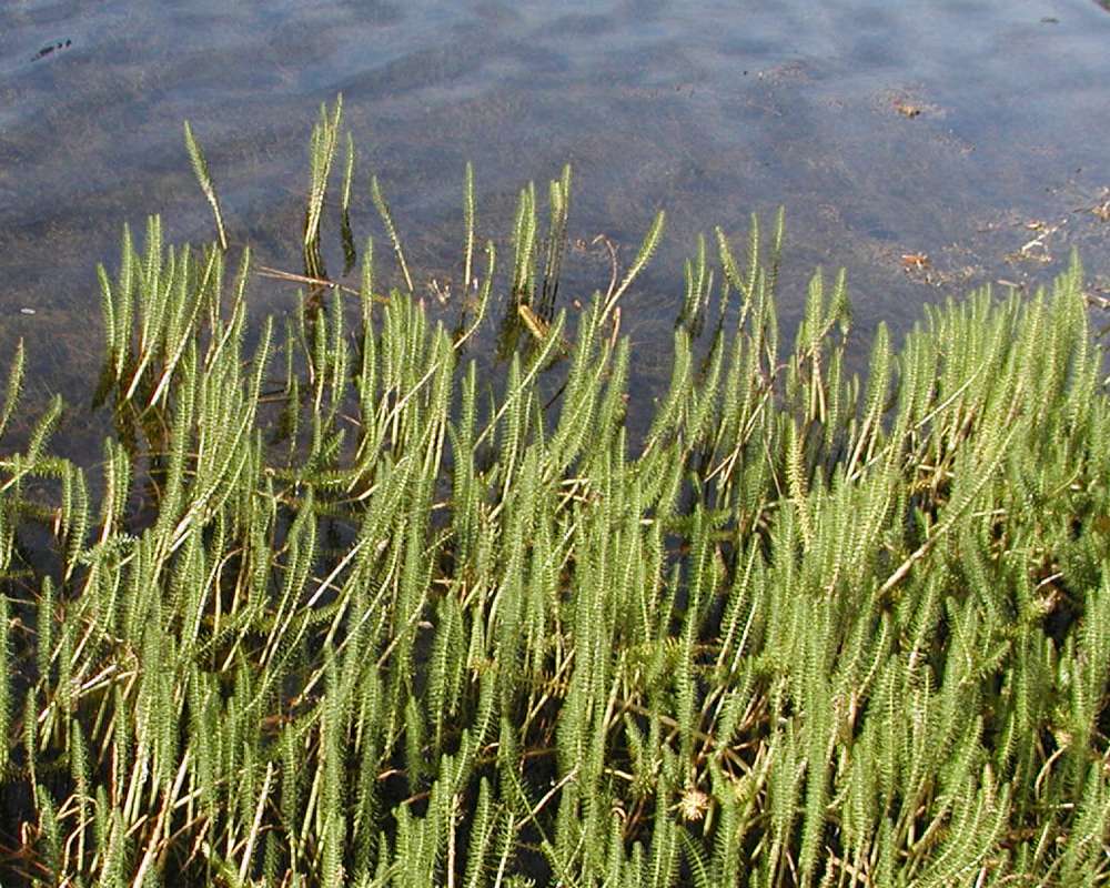 Habitat<br>(Location of Picture: Okanogan, Washington, USA)