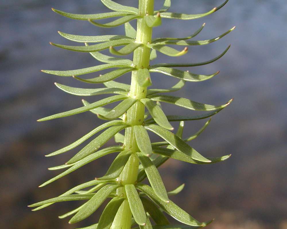 Stem and Leaves<br>(Location of Picture: Okanogan, Washington, USA)