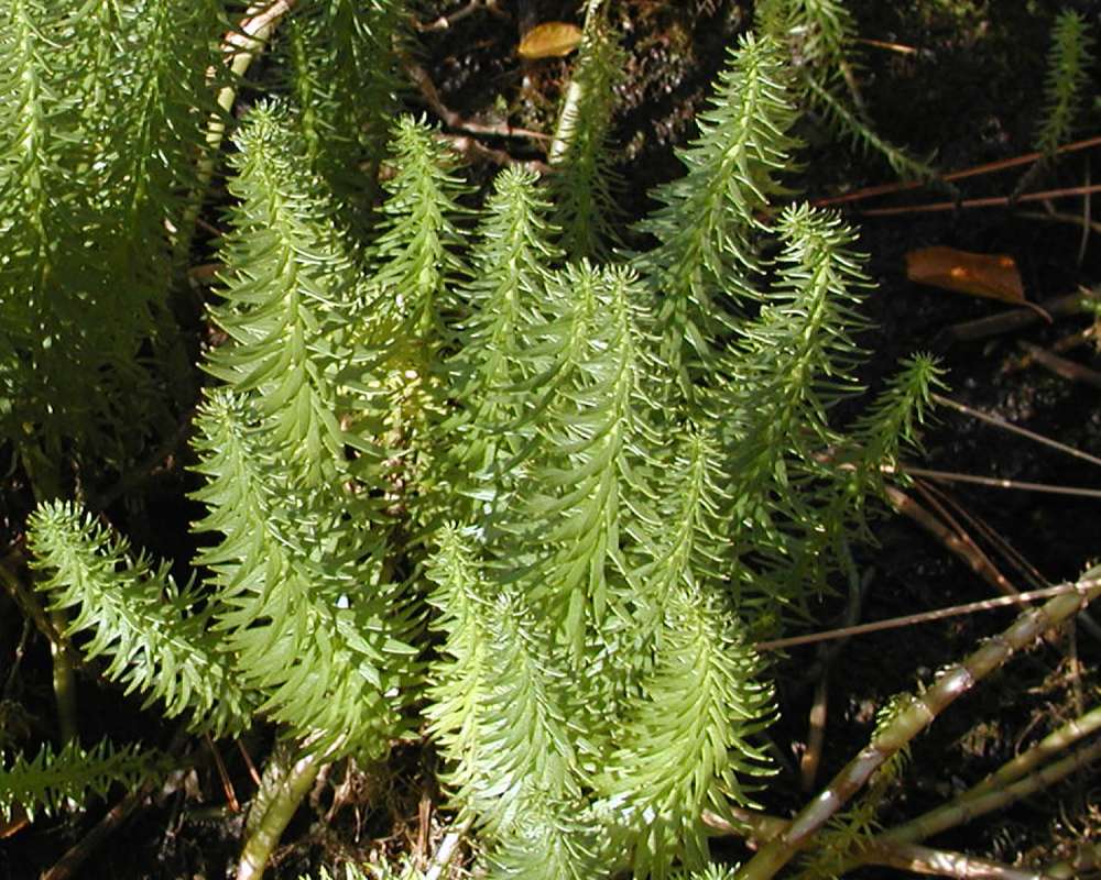Plants<br>(Location of Picture: Okanogan, Washington, USA)