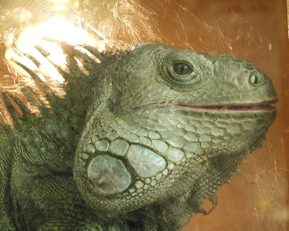 Head<br>(Location of Picture: Pet Store Spokane, Washington, USA)