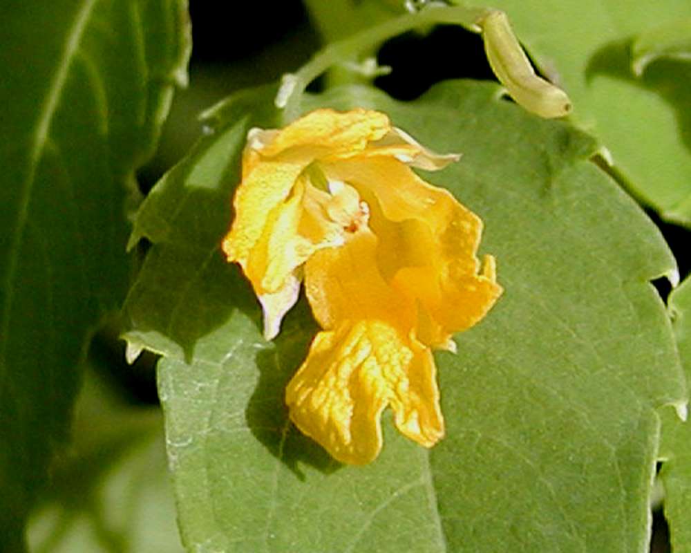Close View Of Flower<br>(Location of Picture: Okanogan, Washington, USA)