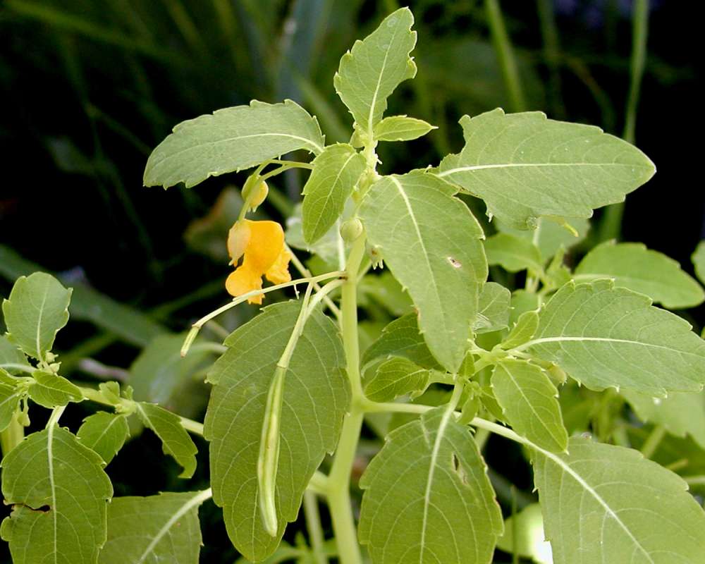 Stem and Leaves<br>(Location of Picture: Okanogan, Washington, USA)