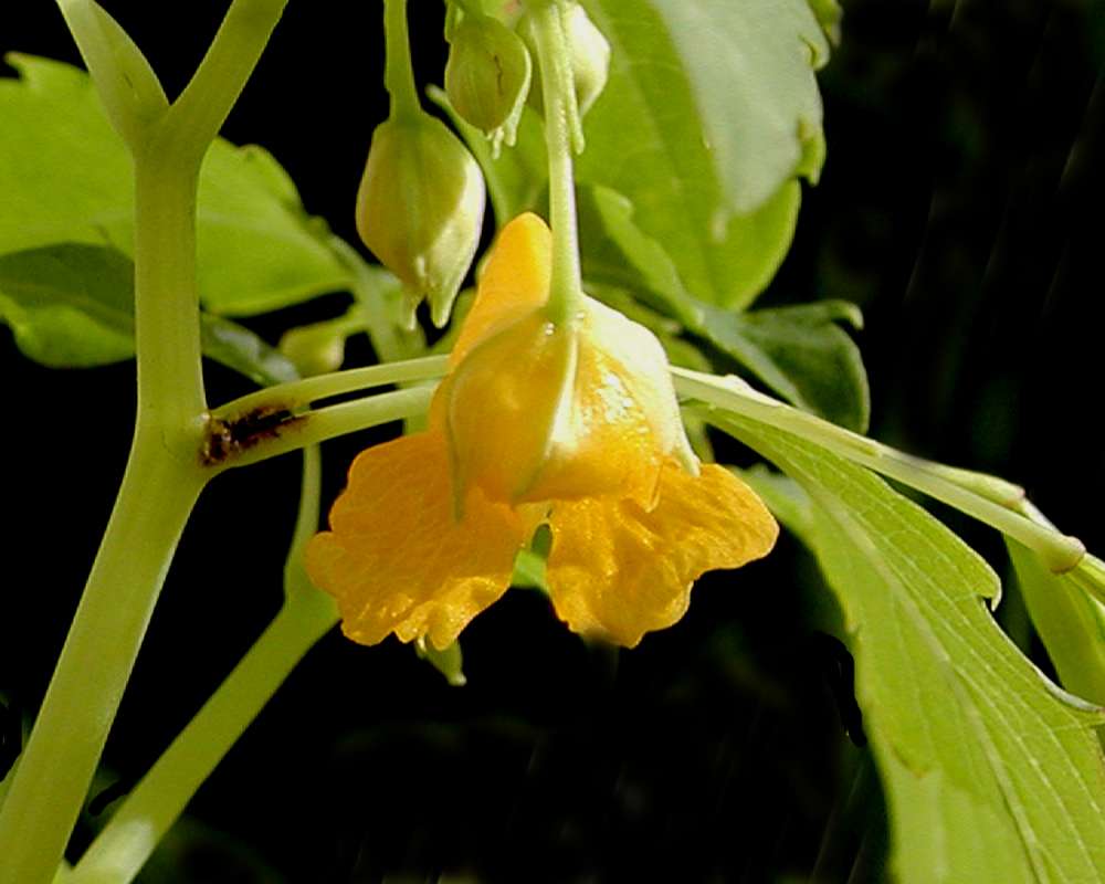 Flower Back<br>(Location of Picture: Okanogan, Washington, USA)