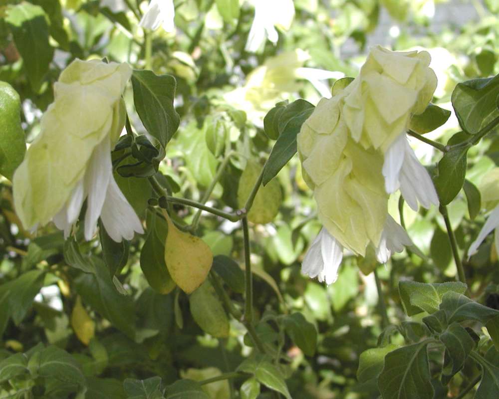 Flower<br>(Location of Picture: Manito Garden, Washington, USA)