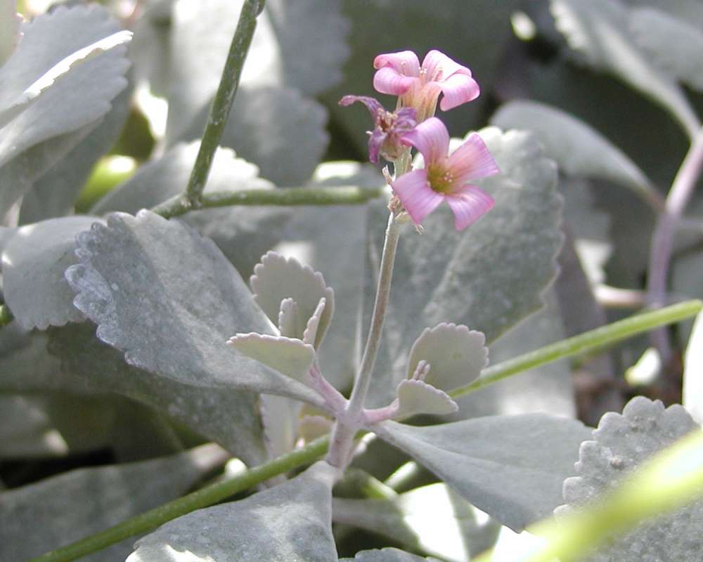 Top Of Plant With Flower<br>(Location of Picture: Manito Garden, Washington, USA)