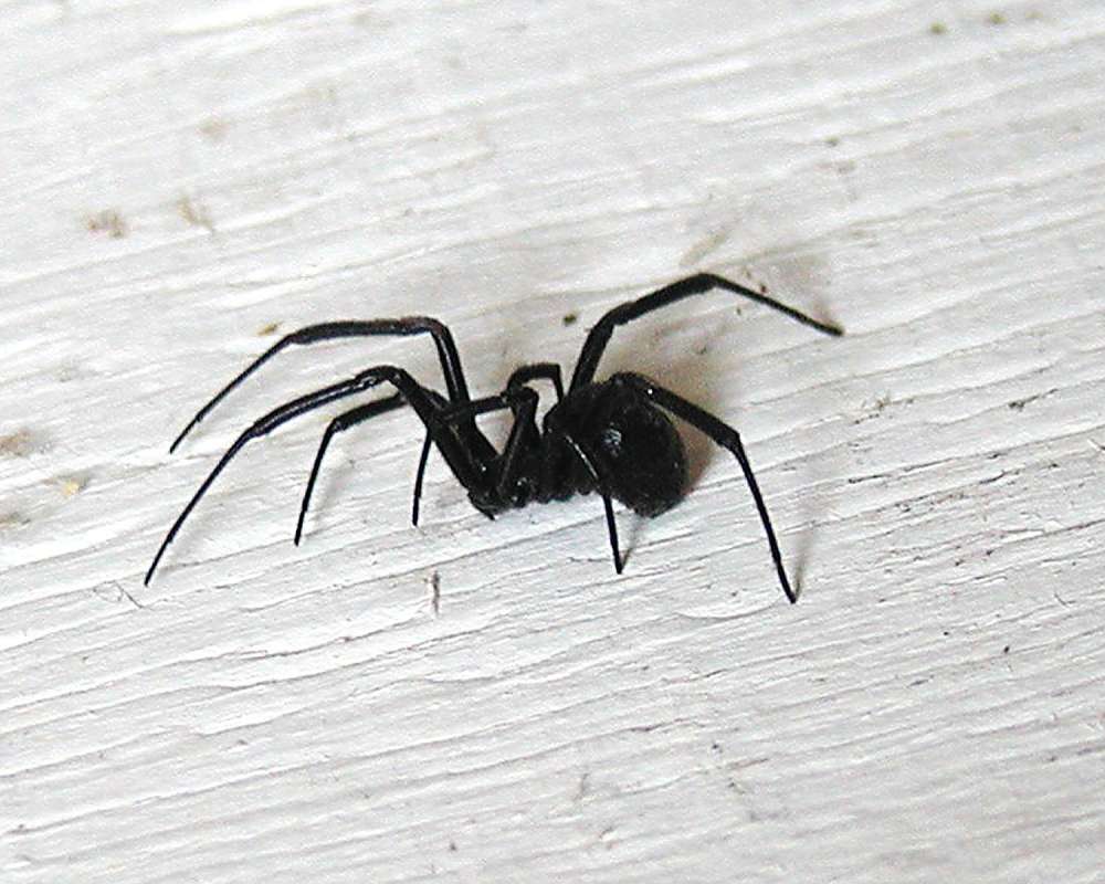 Side View<br>(Location of Picture: Okanogan, Washington, USA)