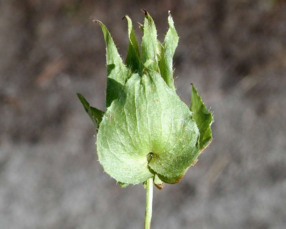 Seed Pods<br>(Location of Picture: Garden, Okanogan, Washington, USA)