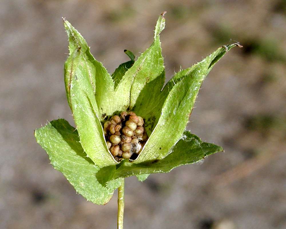 Seeds<br>(Location of Picture: Garden, Okanogan, Washington, USA)