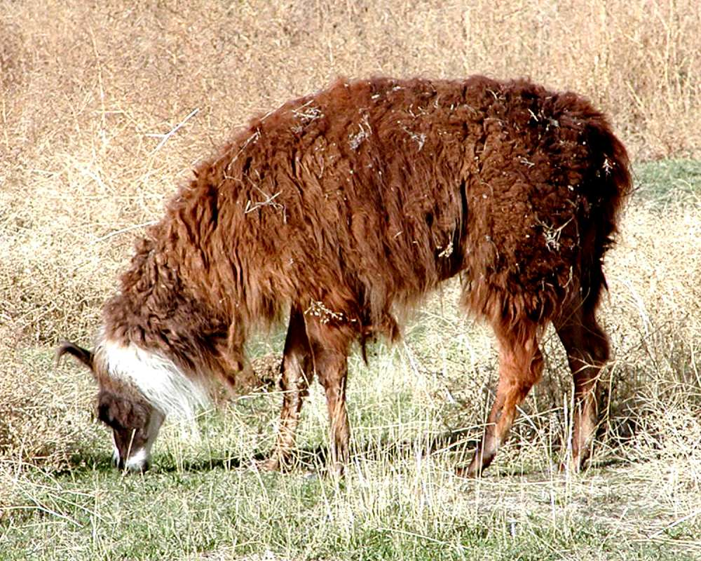 Eating<br>(Location of Picture: Okanogan, Washington, USA)