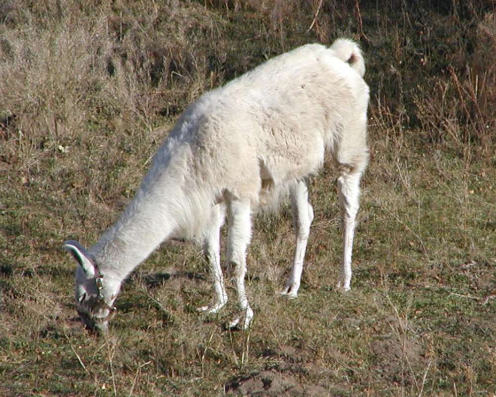 White Example - Eating<br>(Location of Picture: Okanogan, Washington, USA)