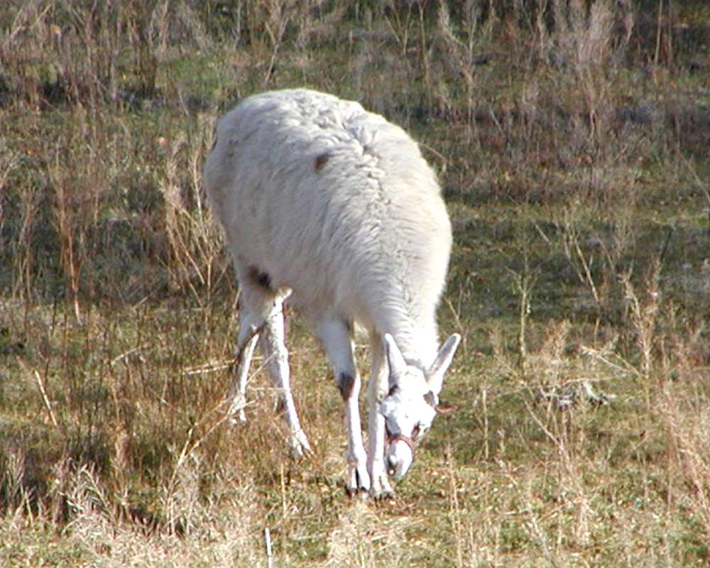 White Example - Front View<br>(Location of Picture: Okanogan, Washington, USA)