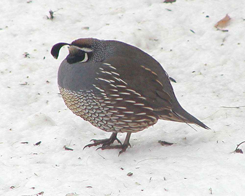 In Snow<br>(Location of Picture: Okanogan, Washington, USA)