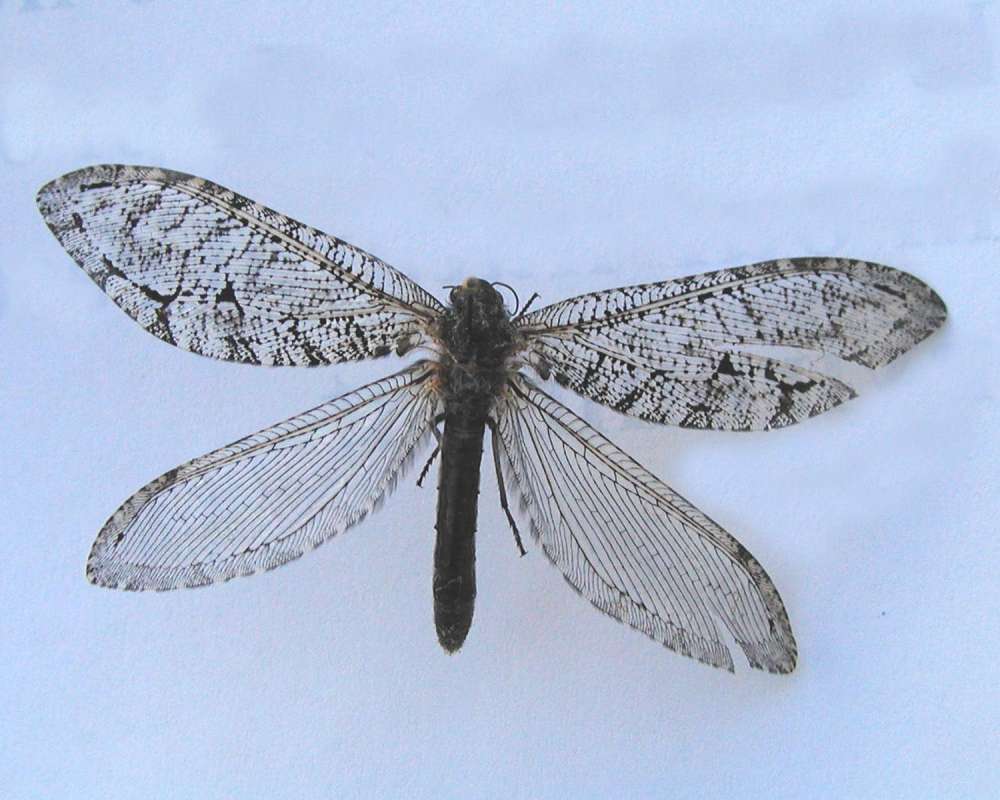 Mounted Specimen<br>(Location of Picture: Okanogan, Washington, USA)