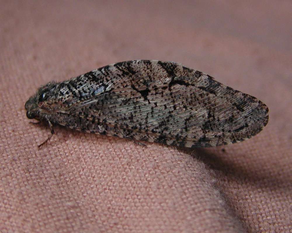 Side View<br>(Origin of the Specimen: Okanogan, Washington, USA)