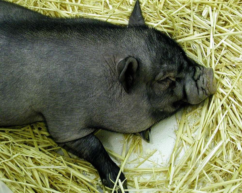 In Pen<br>(Location of Picture: Spokane, Washington, USA)