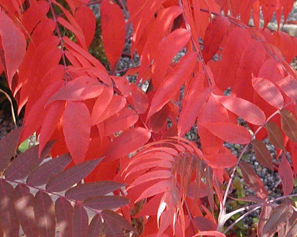 Red Fall Leaves<br>(Location of Picture: Okanogan, Washington, USA, 2004)