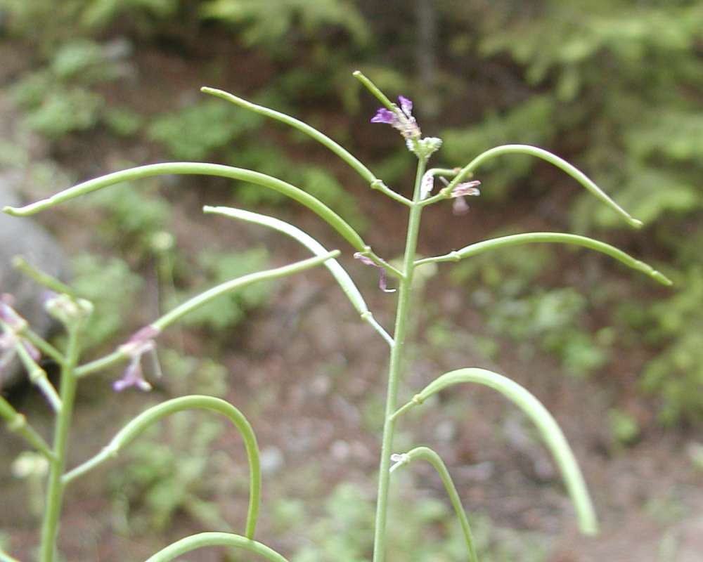 Seed Pods<br>(Location of Picture: Conconully, Washington, USA)