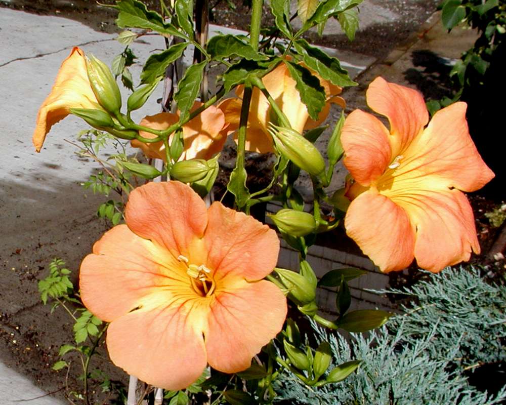 Garden View<br>(Location of Picture: Garden In Okanogan, Washington, USA)