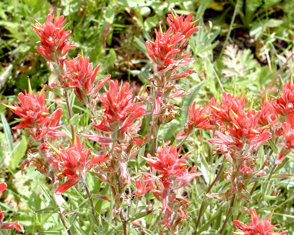 Top Of Plants<br>(Location of Picture: Conconully, Washington, USA)