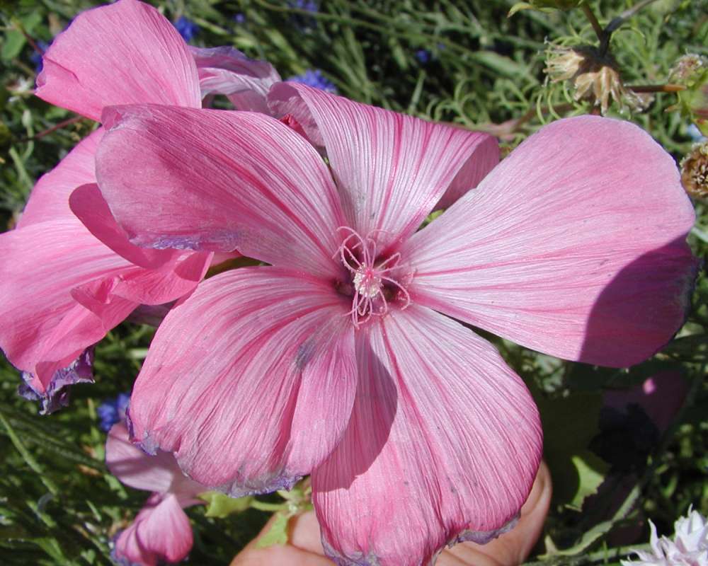 Pink Flower - Front View<br>(Location of Picture: Garden, Okanogan, Washington, USA)