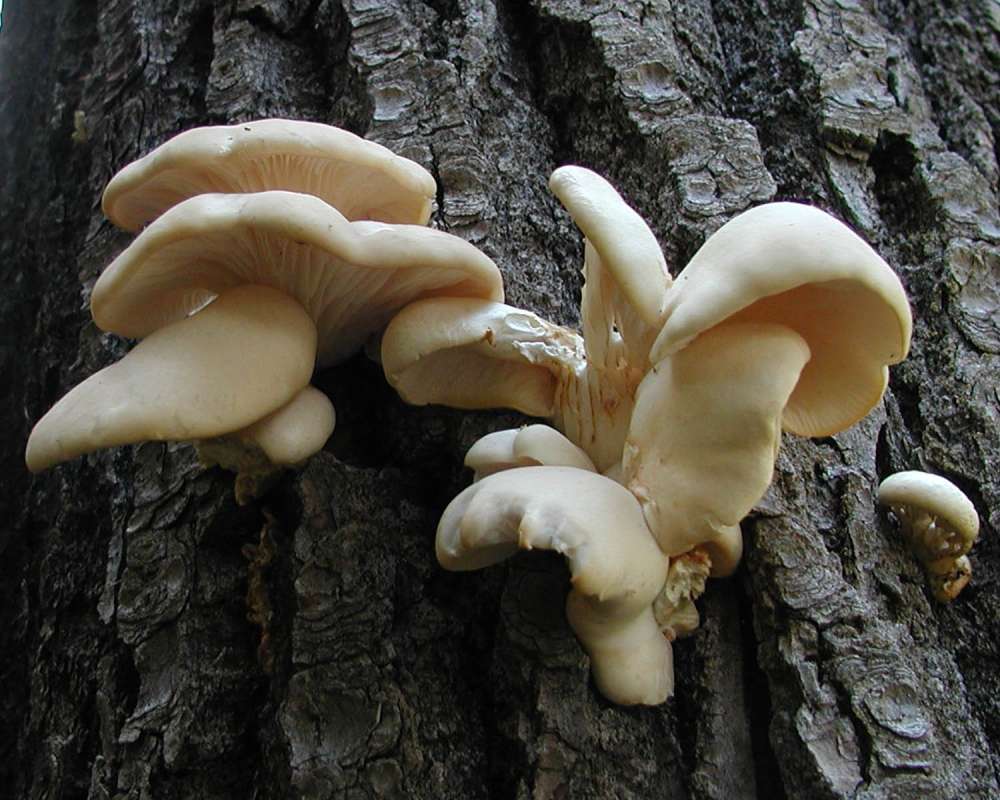 Habitat - Underside  view<br>(Location of Picture: Tiffany, Washington, USA)
