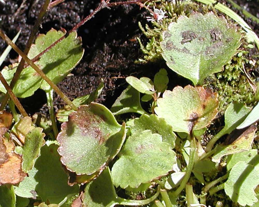 Leaf<br>(Location of Picture: Chopaka, Washington, USA)