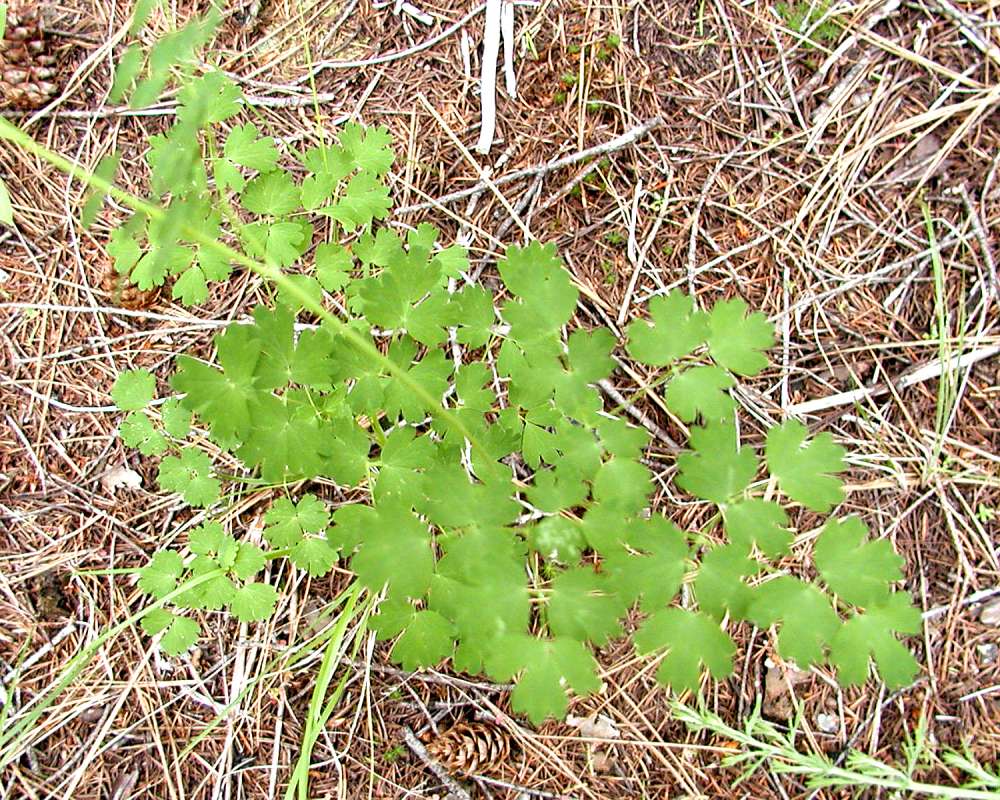 Leaf<br>(Location of Picture: Tiffany, Washington, USA, 2004)