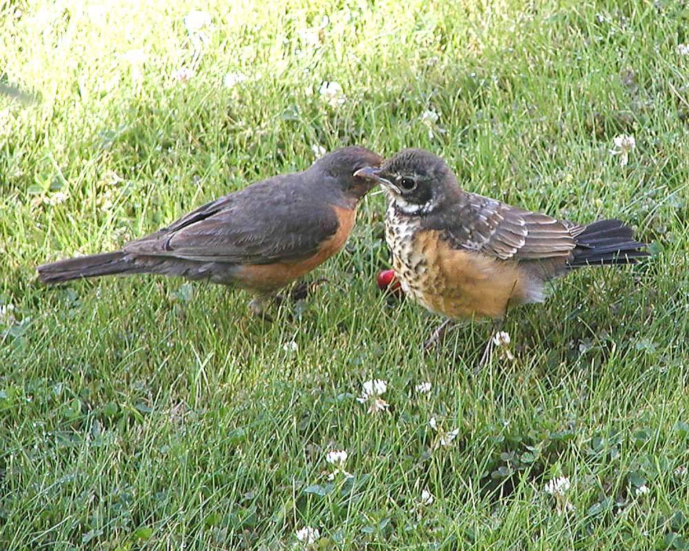 Young On Lawn With Parent<br>(Location of Picture: Okanogan, Washington, USA, 2004)