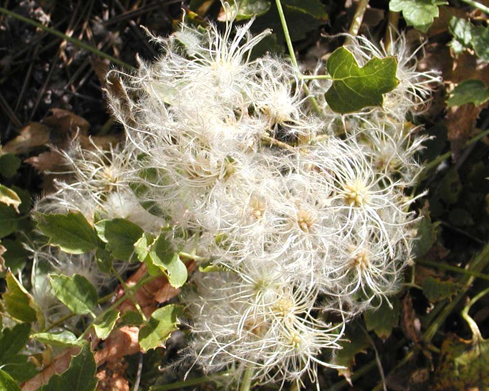 Seed Head<br>(Location of Picture: Okanogan, Washington, USA)